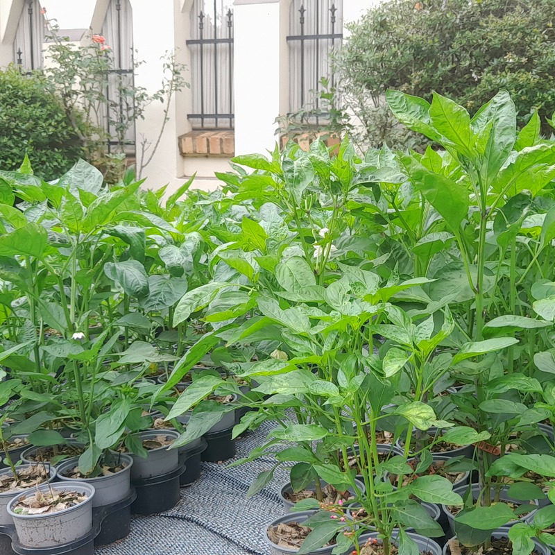 Caption